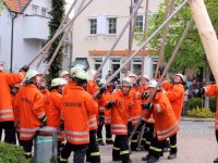 Maibaum 2016